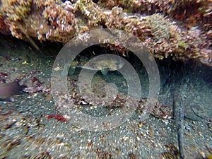 Stingrays and pufferfish under a rock shelf