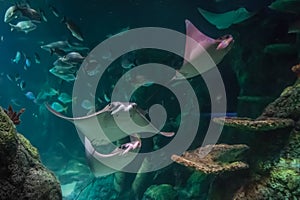 Stingrays swimming in aquarium
