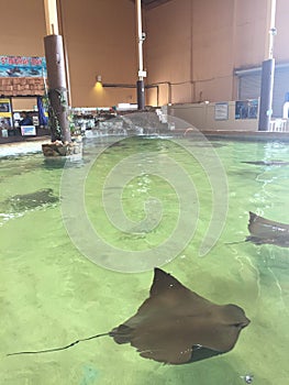 Stingrays swimming in a pool with others in a group