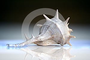 Stingy shell