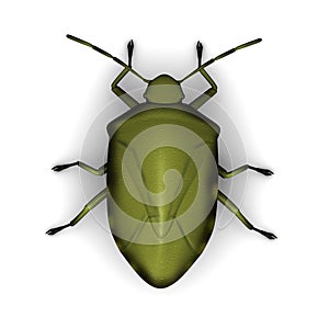 Stink bug