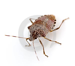 Stink Bug