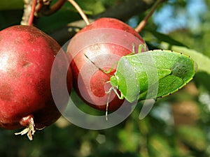 Stink bug