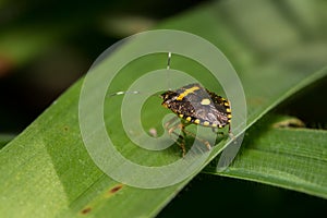 Yellow spotted Stink Bug with black and yellow spots photo