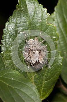 Stink bug with babies photo