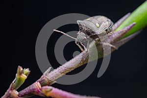 Stink Bug on Branch