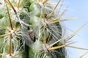 Stink bug on a cactus , close up of a bug.