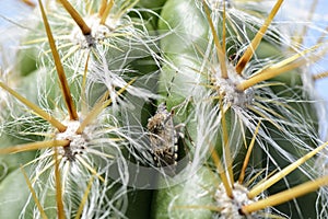 Stink bug on a cactus , close up of a bug.