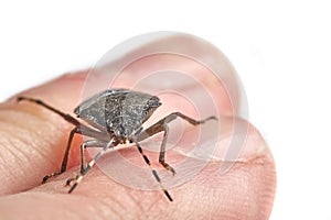 Stink bug closeup