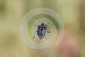 Stink bug closeup on the window