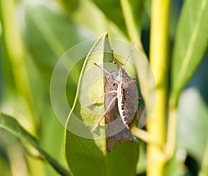 Stink bug eating leaf