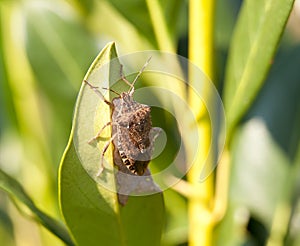 Stink bug eating leaf