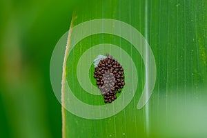 Stink bug eggs with tree bug, Pentatomidae larvae bugs on the leaf of a corn plant outside in the field with young fresh corn