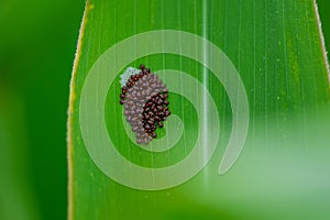 Stink bug eggs with tree bug, Pentatomidae larvae bugs on the leaf of a corn plant outside in the field with young fresh corn