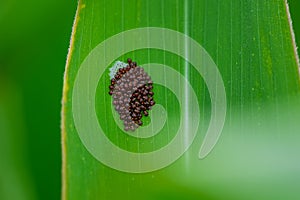 Stink bug eggs with tree bug, Pentatomidae larvae bugs on the leaf of a corn plant outside in the field with young fresh corn photo