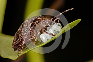 Stink bug photo