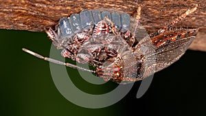 Stink bug photo