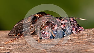 Stink bug photo