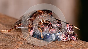 Stink bug photo