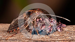 Stink bug photo