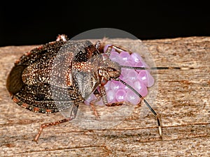 Stink bug photo