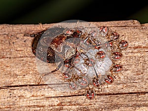 Stink bug photo