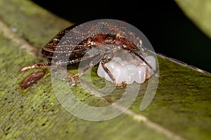 Stink bug photo
