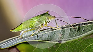 Stink bug photo