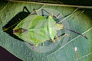 Stink bug