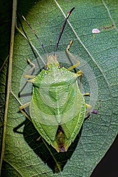 Stink bug