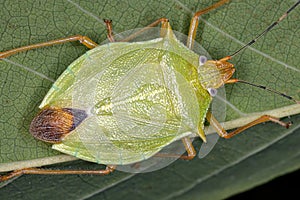 Stink bug