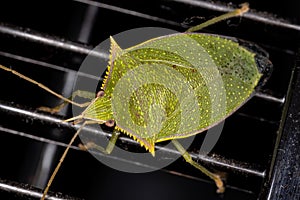 Stink Bug