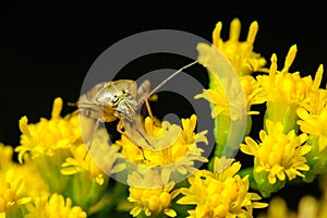 Stink Bug on Goldenrod Flowers