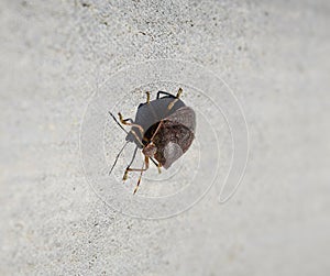 Stink bug on a gray slate. Brown photo