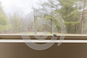 A stink bug on an inside window. photo