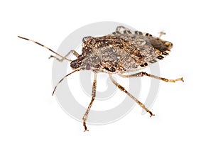 Stink bug isolated over white