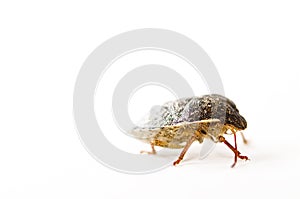 Stink bug isolated on white