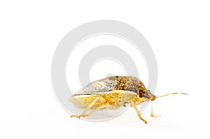 Stink bug isolated on white