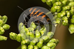 Stink Bug macro photo