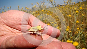 Stink Bug on my hand