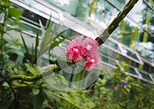 Stink bug Nezara viridula, Pentatomidae with pink flowers, crystal background photo