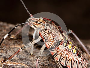 Stink Bug nymph