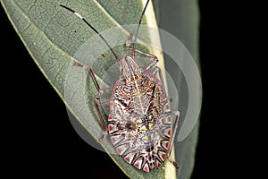 Stink Bug nymph