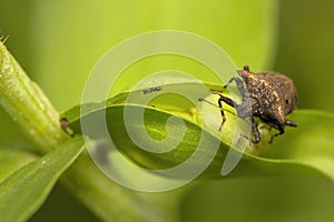 Stink bug, Pentatomidaey, Aarey milk colony Mumbai , India