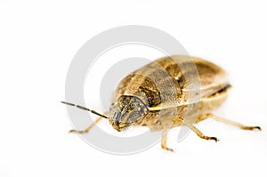 Stink bug portrait isolated on white