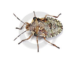 Stink bug or shield bug juvenile or nymph