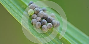 Stink bug shield bug unhatched