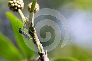 Stink bug on the stem.