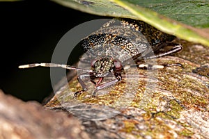 Stink bug photo