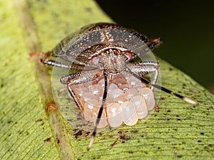 Stink bug photo